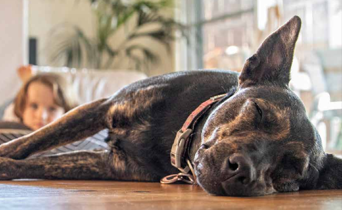 Sydney dogs and cats image