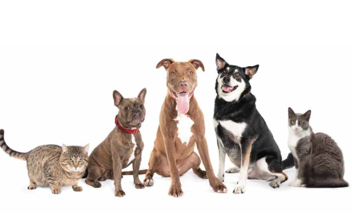 Sydney dogs and cats image